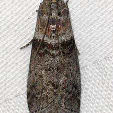 Attēlu rezultāti vaicājumam “Sciota fumella”