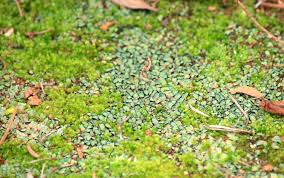 Attēlu rezultāti vaicājumam “Lophozia excisa”