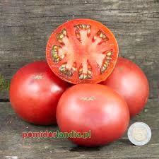 Afbeeldingsresultaat voor 1884 purple tomato