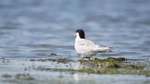 Attēlu rezultāti vaicājumam “Sterna hirundo adult”