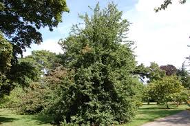 Attēlu rezultāti vaicājumam “Pyrus pyraster leaf”