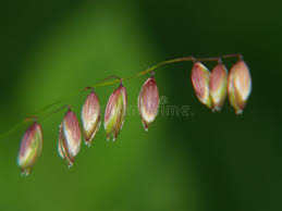 Attēlu rezultāti vaicājumam “Melica nutans flower”