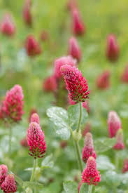 Image result for Trifolium incarnatum