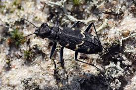 Attēlu rezultāti vaicājumam “Cicindela sylvatica”
