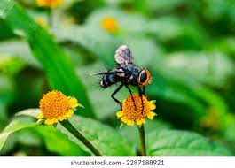 Attēlu rezultāti vaicājumam “Brachycera”