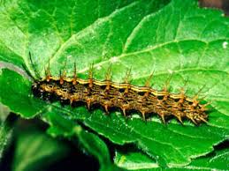 Attēlu rezultāti vaicājumam “Argynnis paphia larva”