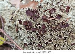 Attēlu rezultāti vaicājumam “Brefeldia maxima macro”