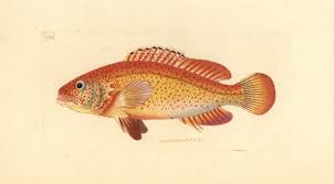 Image result for Cephalopholis fulva