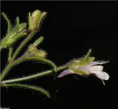 Attēlu rezultāti vaicājumam “Microrrhinum minus leaf”