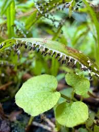 Attēlu rezultāti vaicājumam “Lamproderma violaceum spores”