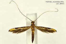 Attēlu rezultāti vaicājumam “Gracillariidae”