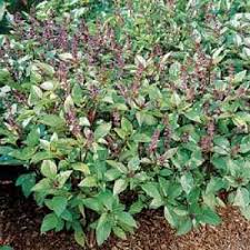 Attēlu rezultāti vaicājumam “Ocimum basilicum”