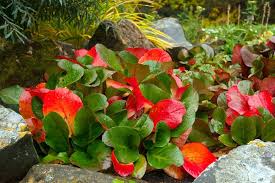 Attēlu rezultāti vaicājumam “Bergenia crassifolia flower”