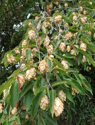 Attēlu rezultāti vaicājumam “Priobium carpini”