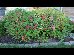 Image result for Impatiens balsamina