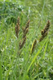 Attēlu rezultāti vaicājumam “Carex hartmanii”