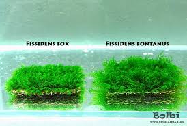 Attēlu rezultāti vaicājumam “Fissidens”