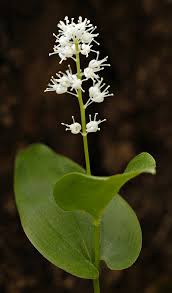 Attēlu rezultāti vaicājumam “Maianthemum bifolium”