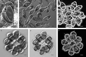 Attēlu rezultāti vaicājumam “Ochropsora ariae spores”