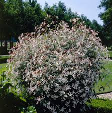 Attēlu rezultāti vaicājumam “Gillenia trifoliata flower”