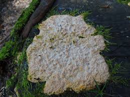 Attēlu rezultāti vaicājumam “Cystostereum murrayi”