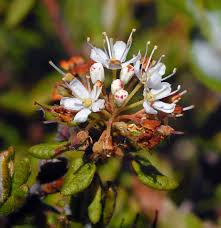 Attēlu rezultāti vaicājumam “Ledum palustre flower”