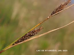 Attēlu rezultāti vaicājumam “Carex lasiocarpa male flower”
