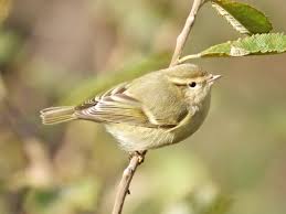 Image result for Phylloscopus humei