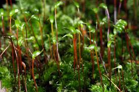 Attēlu rezultāti vaicājumam “Sciuro-hypnum curtum sporophyte”