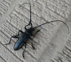 Attēlu rezultāti vaicājumam “Exobasidium cassandrae”