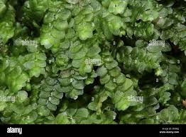 Attēlu rezultāti vaicājumam “Calypogeia”