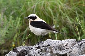 Image result for Oenanthe hispanica