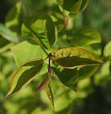 Attēlu rezultāti vaicājumam “Syringa reticulata subsp. amurensis flower”