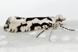 Attēlu rezultāti vaicājumam “Ypsolopha sequella”