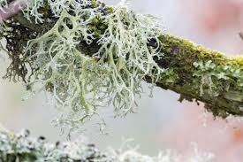 Attēlu rezultāti vaicājumam “Pseudevernia furfuracea”