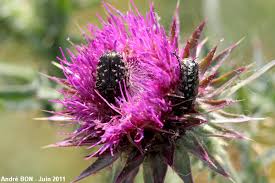 Attēlu rezultāti vaicājumam “Oxythyrea funesta imago”