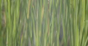 Attēlu rezultāti vaicājumam “Typha angustifolia  leaf”
