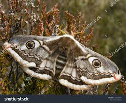 Attēlu rezultāti vaicājumam “Saturnia pavonia female”
