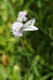 Image result for Succisella inflexa