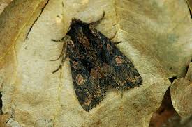 Attēlu rezultāti vaicājumam “Mniotype satura”