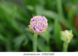 Attēlu rezultāti vaicājumam “Armeria vulgaris bud”