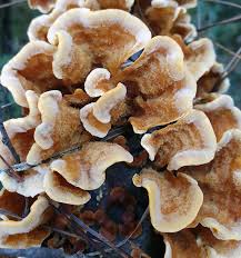 Attēlu rezultāti vaicājumam “Stereum hirsutum”