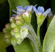 Attēlu rezultāti vaicājumam “Lophozia laxa”