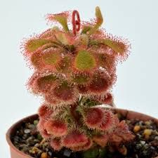 Image result for Drosera