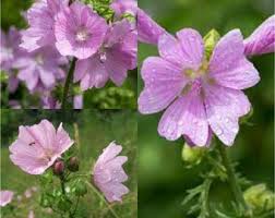 Attēlu rezultāti vaicājumam “Malva moschata alba fruit”