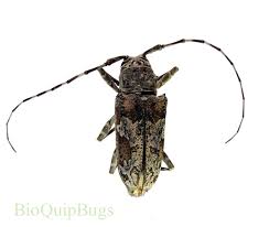 Attēlu rezultāti vaicājumam “Cerambycidae”