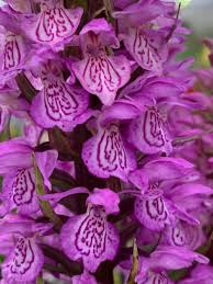 Attēlu rezultāti vaicājumam “Dactylorhiza maculata bud”