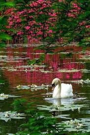 Image result for Sussex Swans