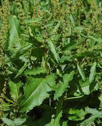 Attēlu rezultāti vaicājumam “Rumex obtusifolius”