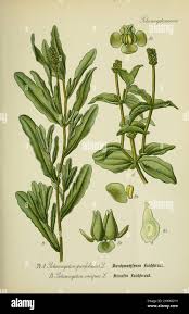 Attēlu rezultāti vaicājumam “Potamogeton perfoliatus flower”